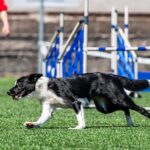 Závody psí agility v Trutnově