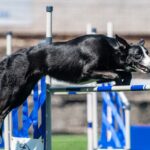 Závody psí agility v Trutnově