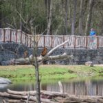 Safariběh v královédvorské zoo