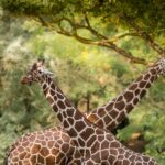 Africký týden ve dvorské zoo