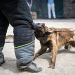Předání belgického ovčáka Avatara konžským celníkům