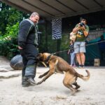 Předání belgického ovčáka Avatara konžským celníkům