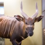 Samec bonga horského v zoo