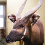 Samec bonga horského v zoo