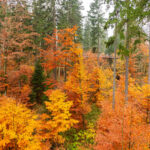 FOTO: Strašidelný víkend na Stezce korunami stromů