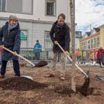 Sázení stromů v Trutnově na památku Olgy Havlové