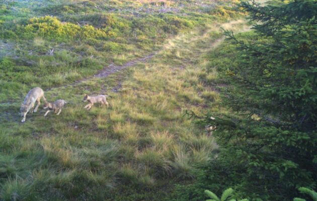 Ve východních Krkonoších se narodila tři vlčí mláďata, jedno zemřelo