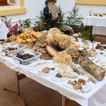 Výstava hub v Muzeu Podkrkonoší v Trutnově