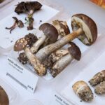 Výstava hub v Muzeu Podkrkonoší v Trutnově