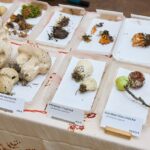 Výstava hub v Muzeu Podkrkonoší v Trutnově