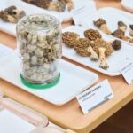 Výstava hub v Muzeu Podkrkonoší v Trutnově