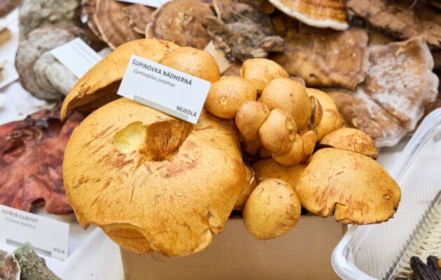 FOTO: Malý houbařský ráj v muzeu. Nenechte si ujít unikátní výstavu