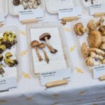 Výstava hub v Muzeu Podkrkonoší v Trutnově