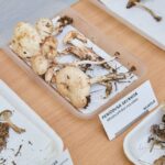 Výstava hub v Muzeu Podkrkonoší v Trutnově