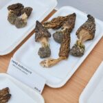 Výstava hub v Muzeu Podkrkonoší v Trutnově