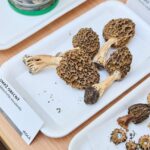 Výstava hub v Muzeu Podkrkonoší v Trutnově