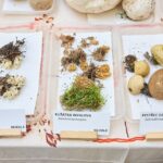 Výstava hub v Muzeu Podkrkonoší v Trutnově