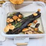 Výstava hub v Muzeu Podkrkonoší v Trutnově