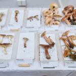 Výstava hub v Muzeu Podkrkonoší v Trutnově