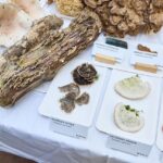 Výstava hub v Muzeu Podkrkonoší v Trutnově