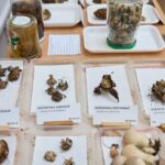 Výstava hub v Muzeu Podkrkonoší v Trutnově