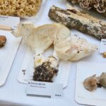 Výstava hub v Muzeu Podkrkonoší v Trutnově