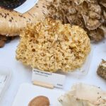 Výstava hub v Muzeu Podkrkonoší v Trutnově