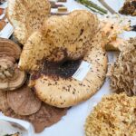 Výstava hub v Muzeu Podkrkonoší v Trutnově