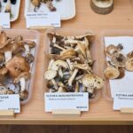Výstava hub v Muzeu Podkrkonoší v Trutnově