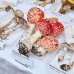 Výstava hub v Muzeu Podkrkonoší v Trutnově