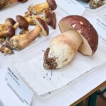 Výstava hub v Muzeu Podkrkonoší v Trutnově