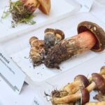 Výstava hub v Muzeu Podkrkonoší v Trutnově