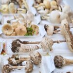 Výstava hub v Muzeu Podkrkonoší v Trutnově