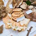 Výstava hub v Muzeu Podkrkonoší v Trutnově