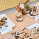 Výstava hub v Muzeu Podkrkonoší v Trutnově