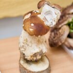 Výstava hub v Muzeu Podkrkonoší v Trutnově