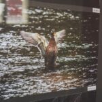 Výstava Krajina očima Jindřicha Tyla v Galerii Dračí ulička