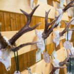 60. ročník Oblastní chovatelské přehlídky trofejí zvěře na Lesárně