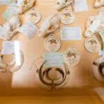 60. ročník Oblastní chovatelské přehlídky trofejí zvěře na Lesárně