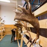 60. ročník Oblastní chovatelské přehlídky trofejí zvěře na Lesárně
