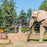 Týden duchů ve dvorské zoo