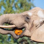 Týden duchů ve dvorské zoo