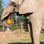 Týden duchů ve dvorské zoo