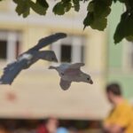 ZUŠ Trutnov se zapojil do celostátního festivalu ZUŠ Open