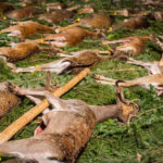 FOTO: Hubertská zábava zahájila plesovou sezonu v Trutnově