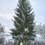 Ze zahrady na náměstí. Trutnov už má v centru města vánoční strom