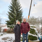 Ze zahrady na náměstí. Trutnov už má v centru města vánoční strom