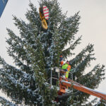 Ze zahrady na náměstí. Trutnov už má v centru města vánoční strom