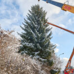 Ze zahrady na náměstí. Trutnov už má v centru města vánoční strom