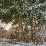 Ze zahrady na náměstí. Trutnov už má v centru města vánoční strom